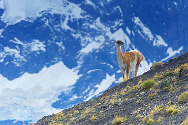 Guanaco (Lama guanicoe) on a ridge, Torres del Paine National Park, Chilean Patagonia, Chile, South America