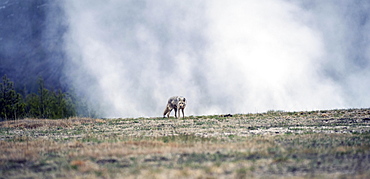 Coyote (Canis latrans), Geyser behind, Yellowstone National Park, Wyoming, USA, North America