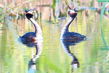 Great Crested Grebes (Podiceps cristatus) doing a mating dance, Canton of Vaud, Switzerland, Europe