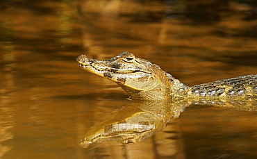 Yacare caiman (Caiman Yacare, Caiman crocodilus yacare), in water, Pantanal, Brazil, South America