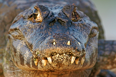 Yacare caiman (Caiman Yacare, Caiman crocodilus yacare) portrait, Pantanal, Brazil, South America