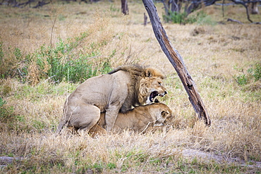 Lion (Panthera leo) mating, Okavango Delta, Botswana, Africa