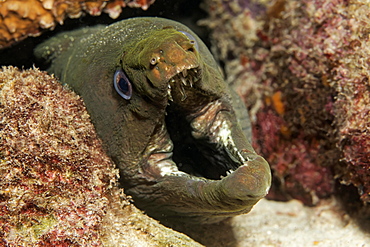 Panamic green moray eel or chestnut moray eel (Gymnothorax castaneus) making threatening gesture, Cocos Island, Costa Rica, Central America