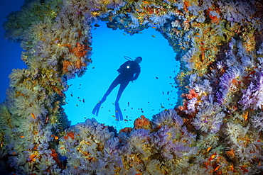 Diver, breakthrough in the overhang densely overgrown with soft corals (Alcyonacea), blue, hanging, Indian Ocean, Maldives, Asia