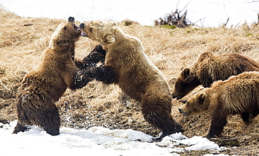 Brown bear (Ursus arctos), two female bears fighting, with young, Kamchatka, Russia, Europe