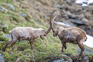 Alpine ibex (Capra ibex), also steinbock or Ibex, fighting for rank, High Tauern National Park, Carinthia, Austria, Europe