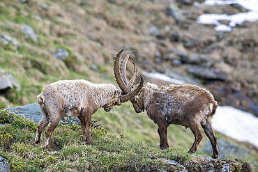 Alpine ibex (Capra ibex), also steinbock or Ibex, fighting for rank, High Tauern National Park, Carinthia, Austria, Europe