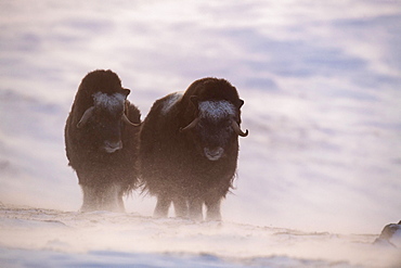 Musk oxes (Ovibos moschatus), two young animals, Dovrefjell Sunndalsfjella National Park, Norway, Europe