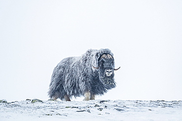 Musk ox (Ovibos moschatus), Male in a Snowstorm, Dovrefjell-Sunndalsfjella National Park, Norway, Europe