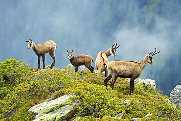 Group chamois (Rupicapra rupicapra) with pups, Bernese Oberland, Switzerland, Europe