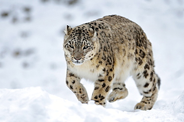 Snow Leopard (Panthera uncia), male in the snow, captive, Switzerland, Europe