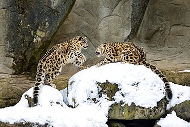 Young Snow Leopards (Panthera uncia) playing, captive, Switzerland, Europe