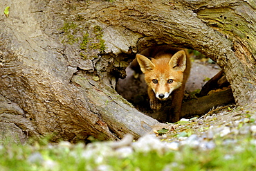 Young Red Fox (Vulpes vulpes), Canton of Basel, Switzerland, Europe