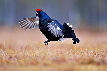 Black grouse, also blackgame or blackcock (Lyrurus tetrix), male taking flight, Hedmark, Norway, Europe