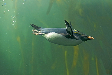 Rockhopper Penguin (Eudyptes chrysocome), adult, diving, captive