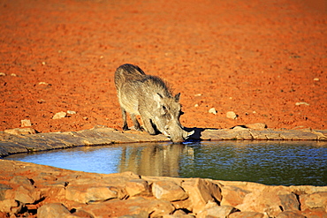 Warthog (Phacochoerus aethiopicus), adult, at the waterhole, drinking, Tswalu Game Reserve, Kalahari Desert, North Cape, South Africa, Africa