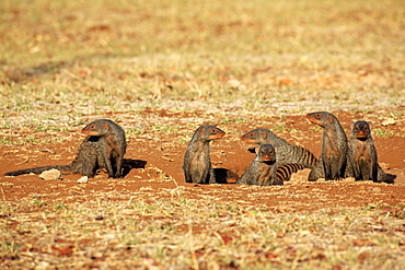 Banded Mongoose (Mungos mungo), mongoose familiy with pups, at the den, Kruger National Park, South Africa, Africa