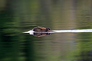 Capybara (Hydrochoerus hydrochaeris), adult, in the water, swimming, Pantanal, Mato Grosso, Brazil, South America