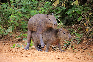 Capybara (Hydrochoerus hydrochaeris), young animals, on land, social behavior, playing, Pantanal, Mato Grosso, Brazil, South America