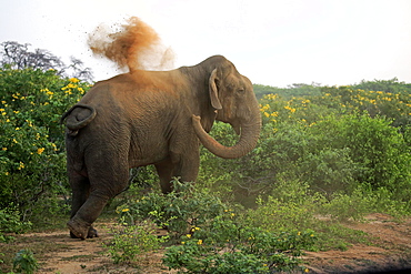 Sri Lankan elephant (Elephas maximus maximus), adult male taking dust bath, Bundala National Park, Sri Lanka, Asia