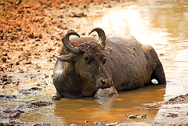 Water buffalo (Bubalis bubalis), adult in water, bathing, Bundala National Park, Sri Lanka, Asia