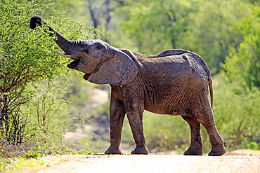 African elephant (Loxodonta africana), young animal, eating, foraging, bull, Kruger National Park, South Africa, Africa