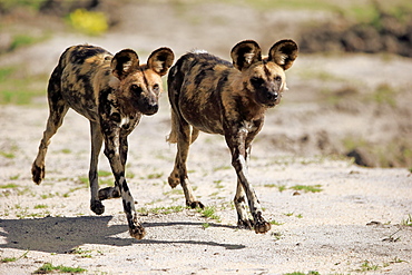 African wild dogs (Lycaon pictus), hunting, running, social behaviour, Sabi Sand Game Reserve, Kruger National Park, South Africa, Africa