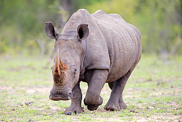 White rhinoceros (Ceratotherium simum), adult, running, Pachyderm, Sabi Sand Game Reserve, Kruger National Park, South Africa, Africa