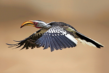 Southern Yellow-billed Hornbill (Tockus leucomelas), adult, flying, Kruger National Park, South Africa, Africa