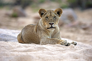 Lion (Panthera leo), adult female, attentive, observing, sitting in dry riverbed, Sabi Sand Game Reserve, Kruger National Park, South Africa, Africa