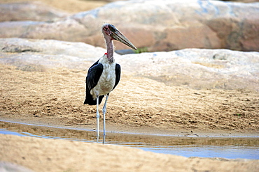 Marabou stork (Leptoptilos crumeniferus), adult, in the water, Kruger National Park, South Africa, Africa