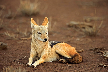 Black-backed Jackal (Canis mesomelas), adult, sits attentively, Kruger National Park, South Africa, Africa