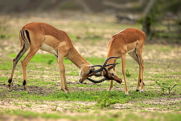 Impalas (Aepyceros melampus), two males fighting, Sabi Sand Game Reserve, Kruger National Park, South Africa, Africa