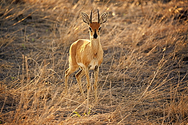 Steenboks (Raphicerus campestris), adult male, attentive, standing in dry grass, Kruger National Park, South Africa, Africa