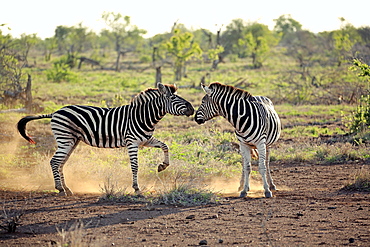 Burchell's Zebras (Equus quagga burchelli), adult, two males fighting, social behavior, Kruger National Park, South Africa, Africa