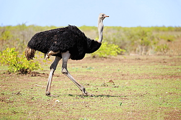 South African ostrich (Struthio camelus australis), adult, male running, Kruger National Park, South Africa, Africa