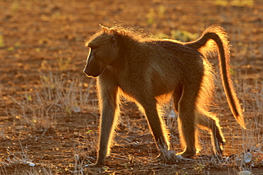 Chacma baboon (Papio ursinus), adult, male backlit at sunset, Kruger National Park, South Africa, Africa