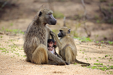 Chacma baboon (Papio ursinus), adult, female with two young animals, grooming, social behaviour, Kruger National Park, South Africa, Africa