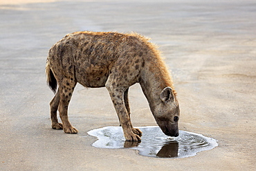 Spotted hyena (Crocuta crocuta), adult, drinking at puddle, Kruger National Park, South Africa, Africa