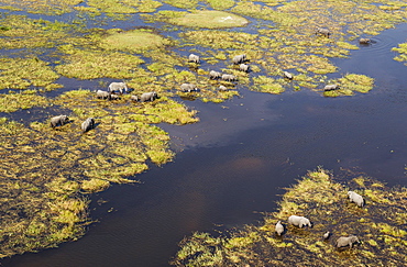 African Elephants (Loxodonta africana), breeding herd, feeding and drinking in a freshwater marsh, aerial view, Okavango Delta, Botswana, Africa