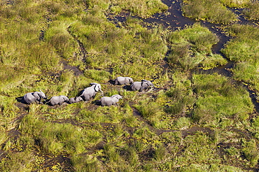 African Elephants (Loxodonta africana), breeding herd, roaming in a freshwater marsh, aerial view, Okavango Delta, Botswana, Africa