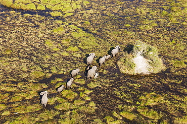 African Elephants (Loxodonta africana), breeding herd, roaming in a freshwater marsh, aerial view, Okavango Delta, Botswana, Africa