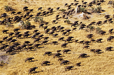 Cape Buffaloes (Syncerus caffer caffer), roaming herd, Okavango Delta, Botswana, Africa