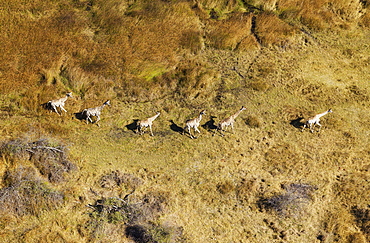 South African Giraffes (Giraffa camelopardalis giraffa), roaming in freshwater marshland, Okavango Delta, Botswana, Africa