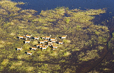 Red Lechwe (Kobus leche leche) herd in a freshwater marsh, aerial view, Okavango Delta, Botswana, Africa