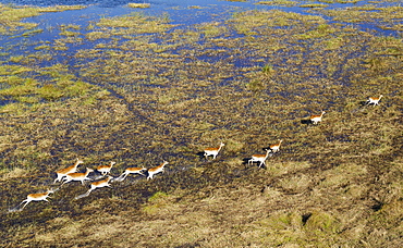 Red Lechwe (Kobus leche leche), running in a freshwater marsh, aerial view, Okavango Delta, Botswana, Africa