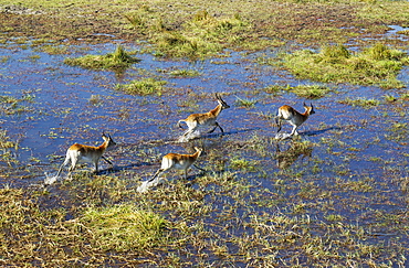 Red Lechwe (Kobus leche leche), different aged males, running in a freshwater marsh, aerial view, Okavango Delta, Botswana, Africa