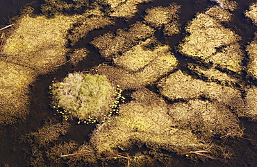 Marshland with aquatic plants, aerial view, Okavango Delta, Botswana, Africa