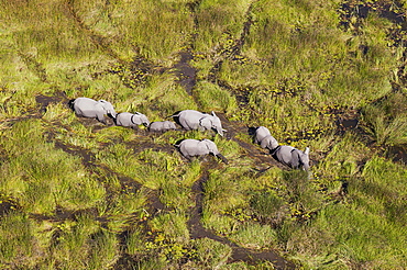 African Elephants (Loxodonta africana), breeding herd, roaming in a freshwater marsh, aerial view, Okavango Delta, Botswana, Africa