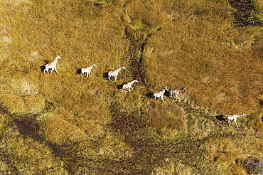 South African Giraffes (Giraffa camelopardalis giraffa), roaming in freshwater marshland, Okavango Delta, Botswana, Africa